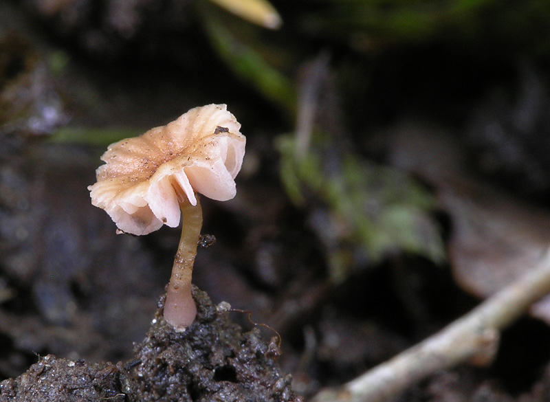 Laccaria tortilis